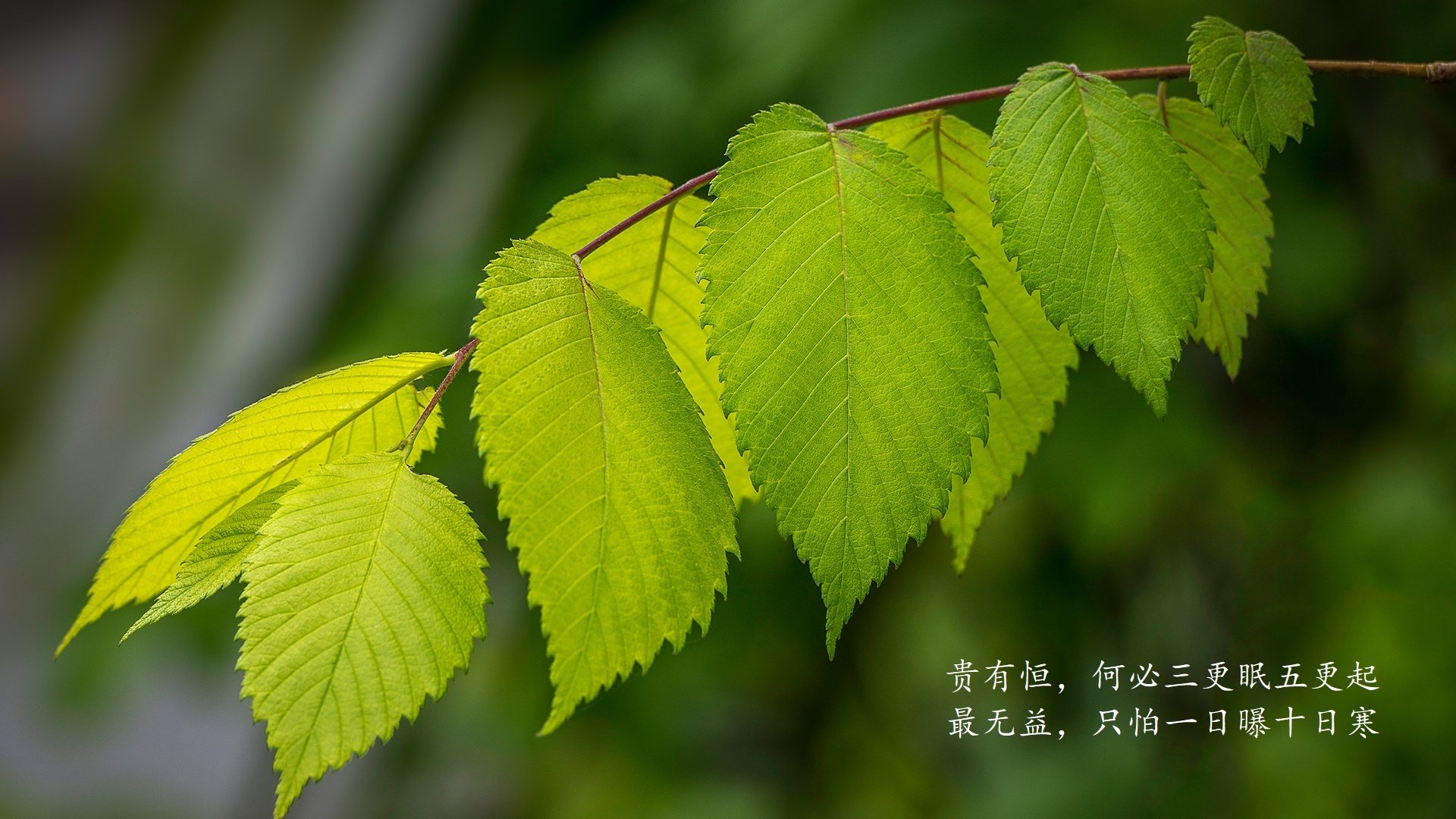 《CS_GO国际邀请赛，豪强聚集，激烈角逐冠军荣誉》，cs go锦标赛
