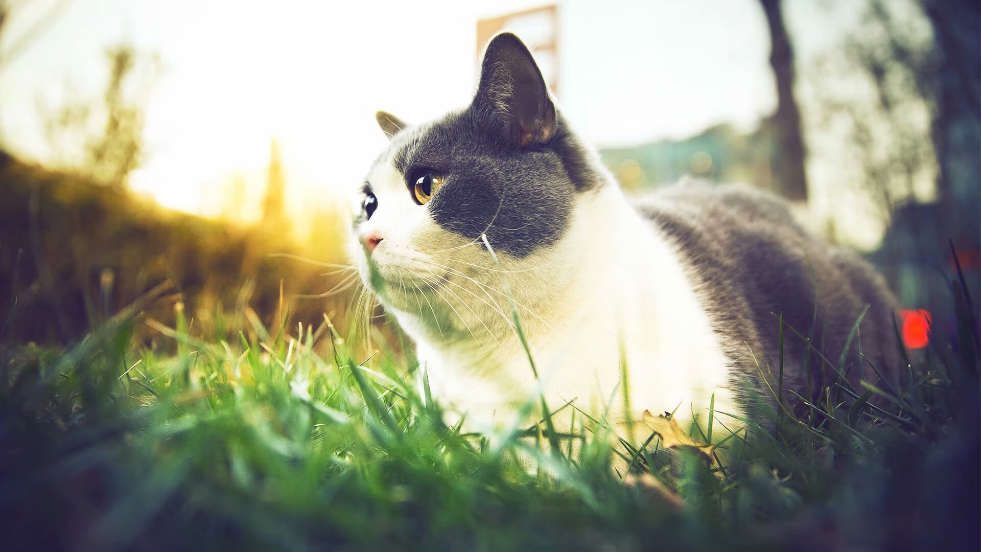 石油人主场观众热情高涨,石油人主场观众热情高涨的原因