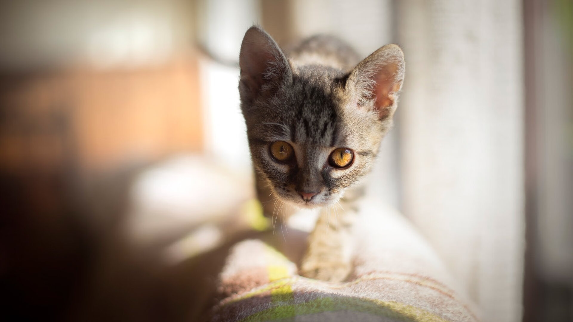 球员团队协作意识训练体系缺失，足球团队协作的重要性